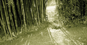 bamboo-plantation